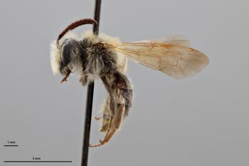 Media type: image;   Entomology 773043 Aspect: habitus lateral view